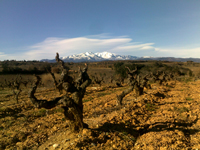 Domaine Vaquer