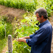 Tenuta Anfosso