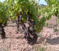 Domaine Vinci